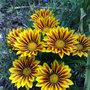 gazania