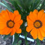 gazania