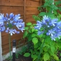 Agapanthus (Agapanthus africanus (African blue lily))