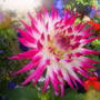 dahlia in front garden