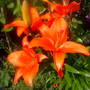 lilly in front garden
