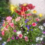 front garden container