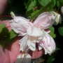 fuchsia name not known