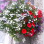A garden flower photo