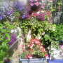 lucys containers and baskets  back garden