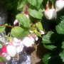 A garden flower photo