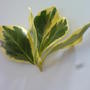 leaf