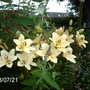 Asiatic Lily (Lilium)