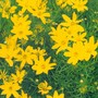 Threadleaf Coreopsis (coreopsis verticillata 'Zagreb')