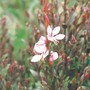 gaura pink fountain (Gaura lindheimeri (Gaura))