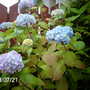 Hydrangea