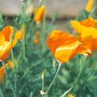 California Poppies (Eschscholzia californica (California poppy))