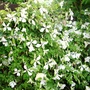 A garden flower photo (Clematis 'Alba Luxurians')