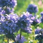 cluster bellflower (campanula)