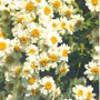 Feverfew (Tanacetum parthenium (Balls Double White))