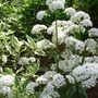 Valeriana officinalis (Valeriana officinalis (Arznei-Baldrian))