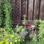 A garden flower photo