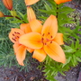 Orange lily (lilium)