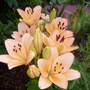 peach lilies (lilium)