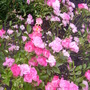 A garden flower photo (rosa radyod)