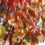 Autumn Leaves
