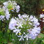 Agapanthus. (Agapanthus africanus (African blue lily))
