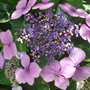 Hydrangea 'Lace Cap' (Hydrangea (Lace cap))