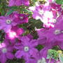 Clematis. 'Ville de Lyon' (Clematis. 'Ville de Lyon')