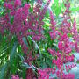 Astilbe. 'Glow' (Astilbe. 'Glow')