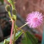 Sensitive Plant