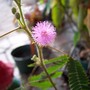 Sensitive Plant