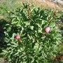 Peony from Sprout to Flower, 12th May 2006 (4 of 8) (Paeonia)