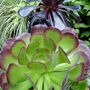 Exotic Aeoniums. July 22nd 2008.