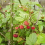 Alpine Strawberry fruits 07.08 (Fragaria vesca (Vistabile))