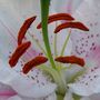 Exotic Lily study