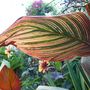 Canna leaf study by Alan Elms.