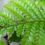 Fern leaf study. July 22nd 2008.