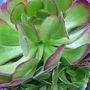 Aeonium study. July 22nd 2008.