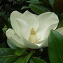 Magnolia grandiflora 'Exmouth' (Magnolia grandiflora 'Exmouth')
