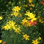 Coreopsis vercillicata (Coreopsis vercillicata)