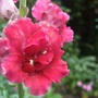 Butterfly Antirrhinum (Antirrhinum majus)