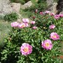 Peony from Sprout to Flower, 19th May 2006 (5 of 8) (Paeonia)