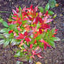 leucothoe scarlettii (Leucothoe scarlettii)