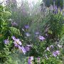 Purple_and_blue_in_the_top_border