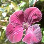 Clematis viticella 'Royal_Velours' (Clematis viticella)