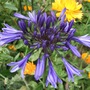 Agapanthus 'Navy Blue' (Agapanthus)