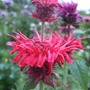 Red Monarda (Monarda)