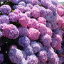 A garden flower photo (hydrangea)