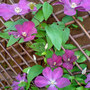 clematis (clematis jackmanii rubra)