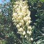 yucca flowers (Yucca gloriosa (Spanish dagger))
